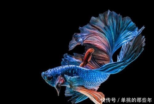 才能|金鱼要怎么养才能活的久一点