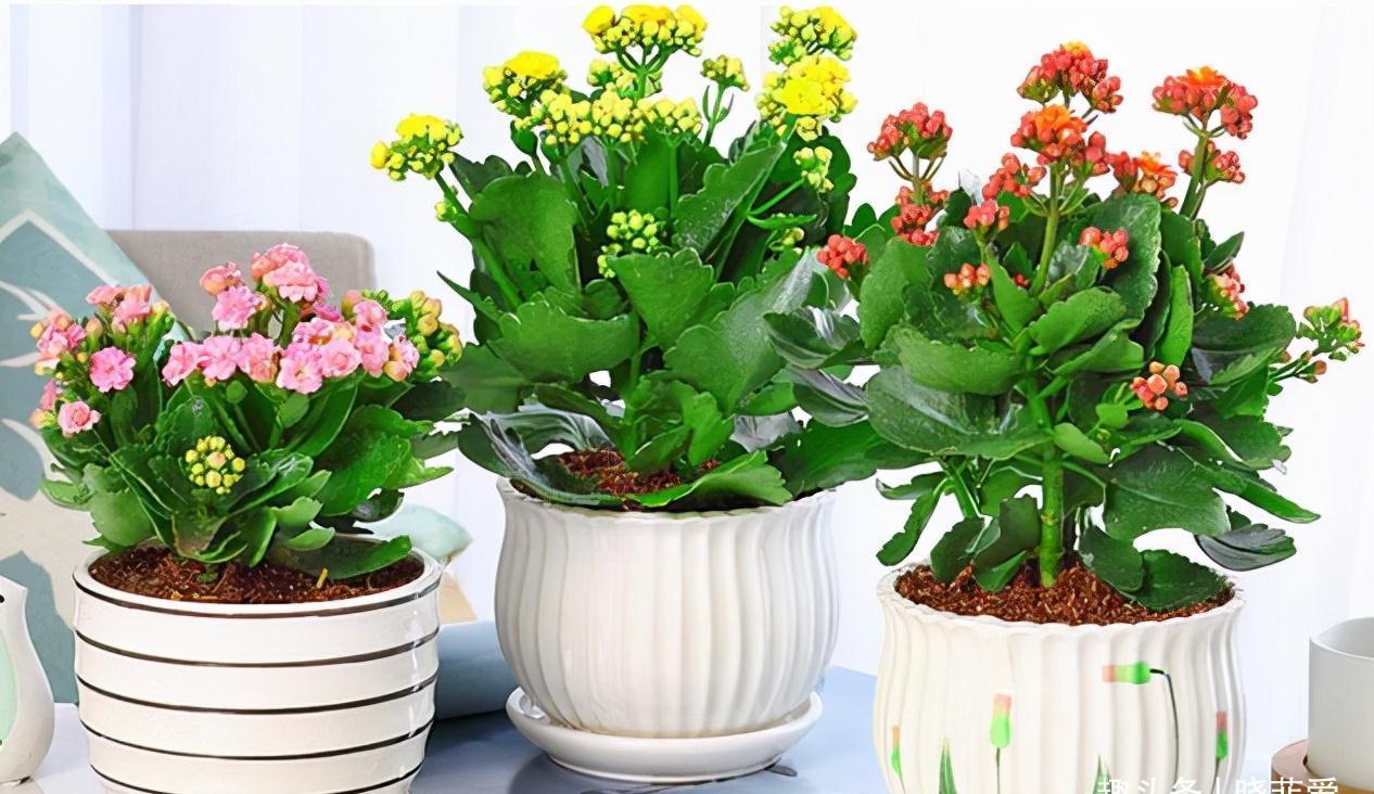 养不活花的人，建议养这“5种花”，好养好看又实用