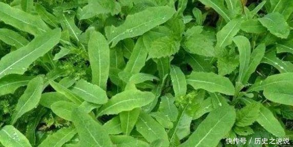 農(nóng)村一種其貌不揚(yáng)的野菜,竟然是癌細(xì)胞的克星,還可抑制白血病