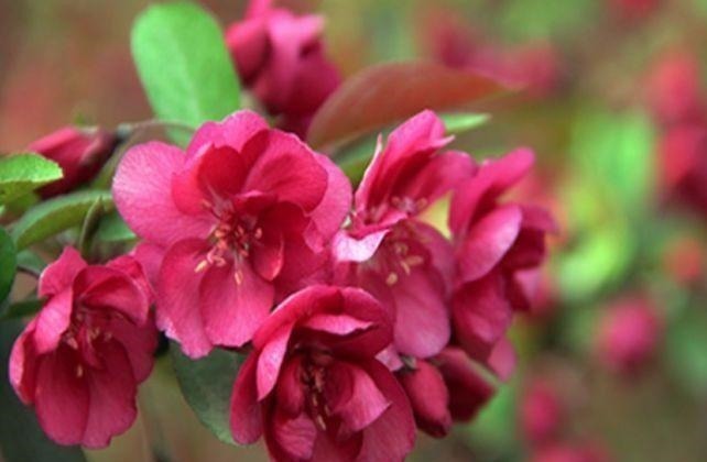 姜科|4种“懒人花”,好养又漂亮,开花美长势旺,黄绿交辉,内敛美