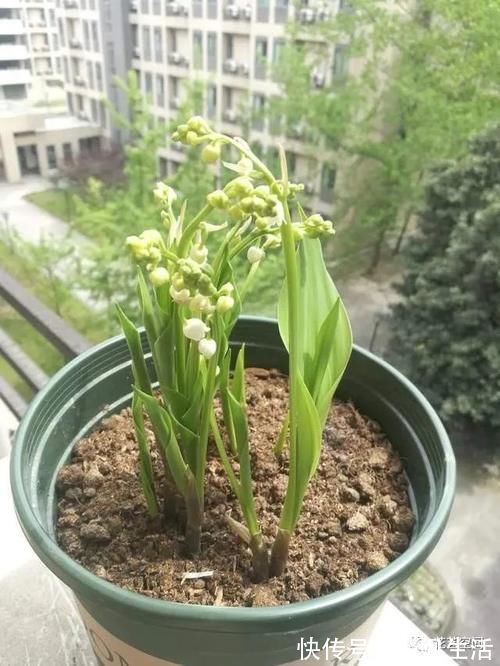 这3种花,可以给屋“添香”,漂亮好养,芳香怡人