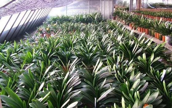 秋天养君子兰有妙招,掌握3点,叶片肥厚花苞多