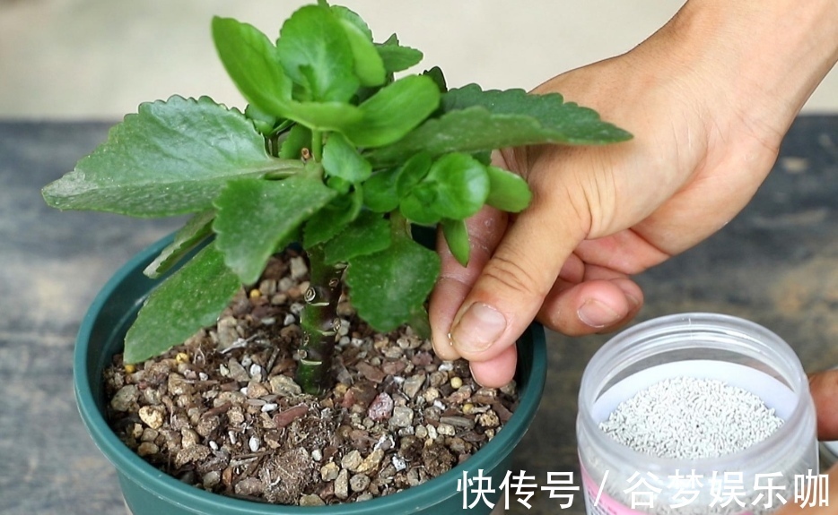 6月养长寿花，讲究“3少1多”，做到这几点，长得旺状态好