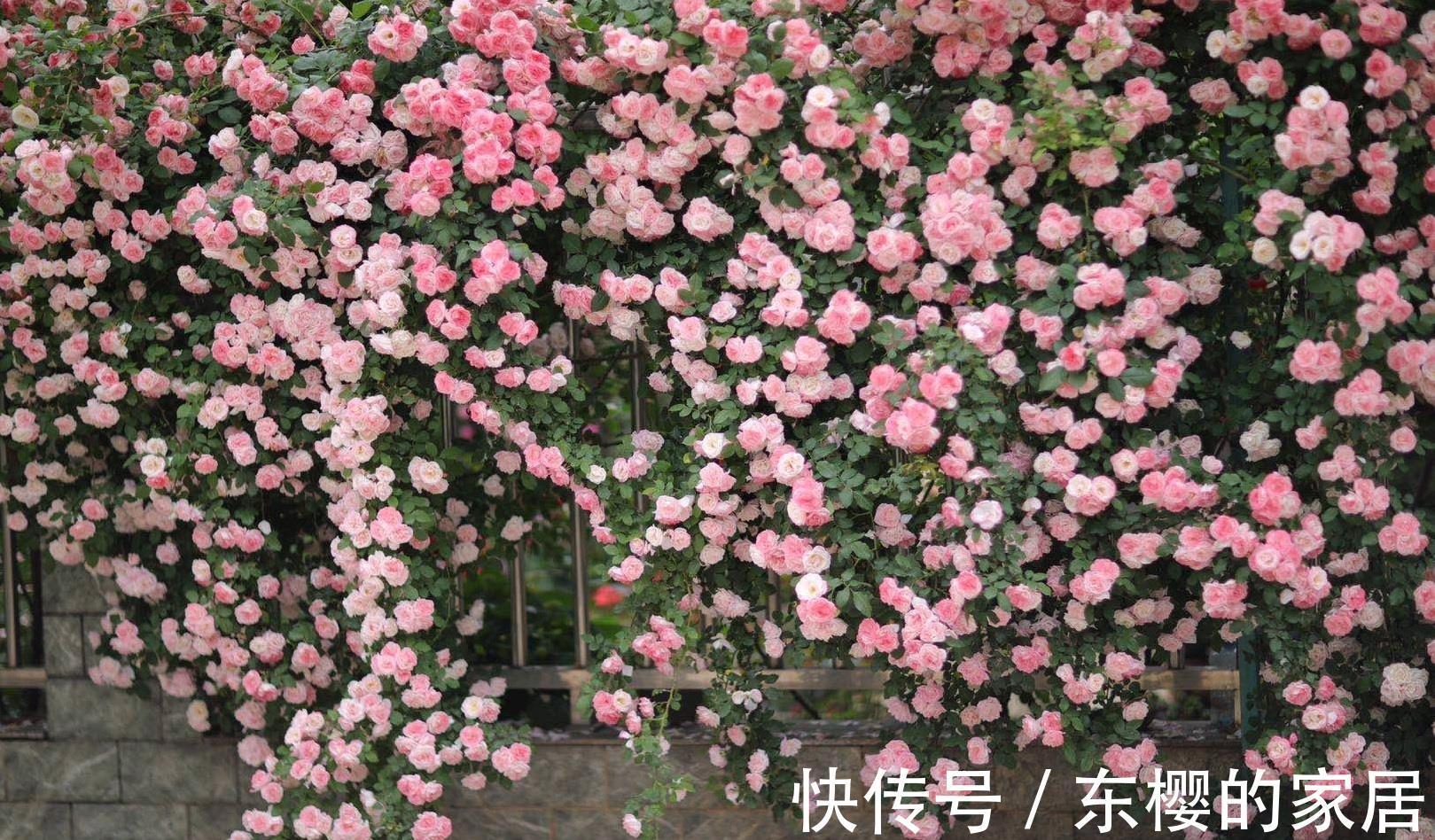 藤本樱霞|藤本樱霞，长势超快的花墙植物，一年成花墙，丰花勤花，值得拥有