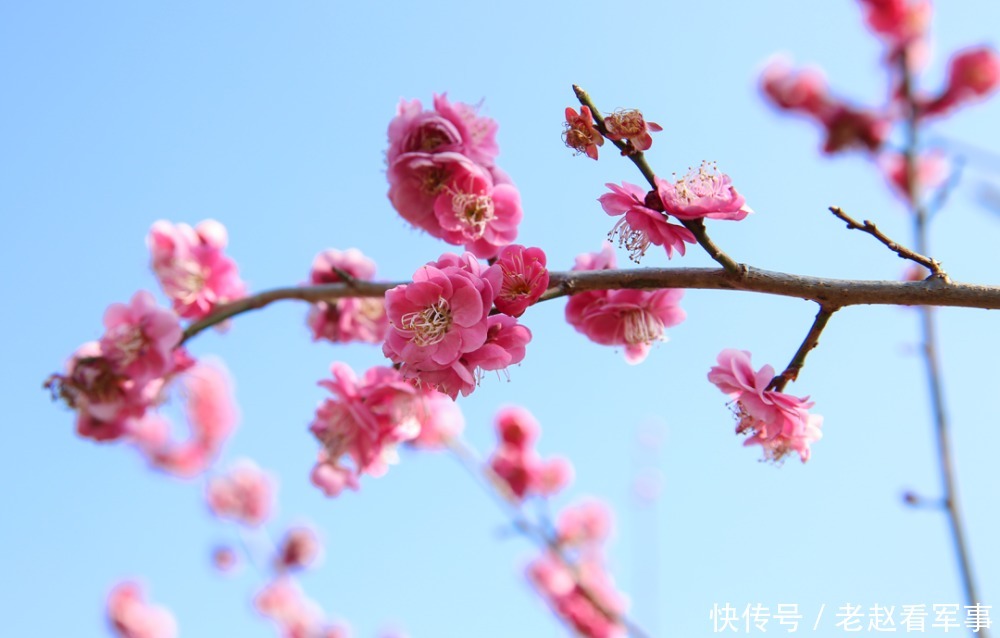 赏景啦！新年添喜色，西昌湿地公园梅花绽放