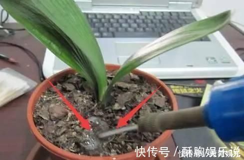 油光|养花别只会傻傻浇水，老花匠教你1诀窍，让家里盆栽油光发亮