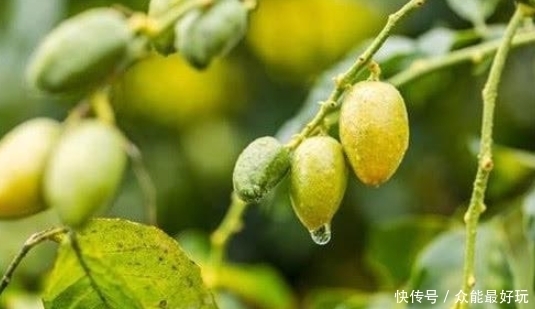 却少|南方这种小果子,既是水果又可入药,润肺止咳比梨好,却少有人知
