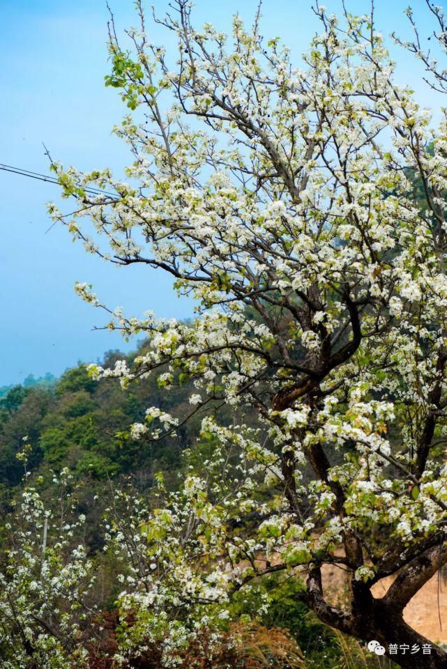 老年|这里梨花绽放，十里芬芳