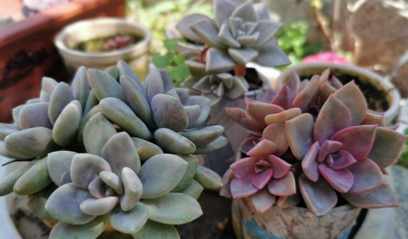 强光|养多肉，新人入坑，记牢这3点，少走弯路，盆栽养得好