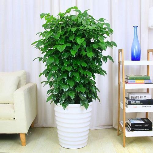 几种花不能养在“室内”,有人称它为“破财花”,不能生财