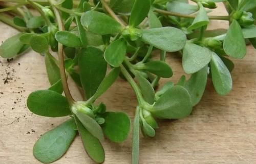 春天捡点野菜马齿觅，晒晒制成花肥吧，养花效果一级棒！