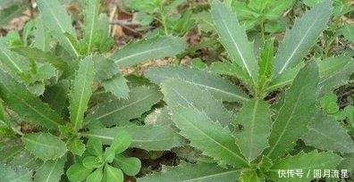 专家再次提醒,痛风注意遵守4个饮食原则,尿酸快速降下来!