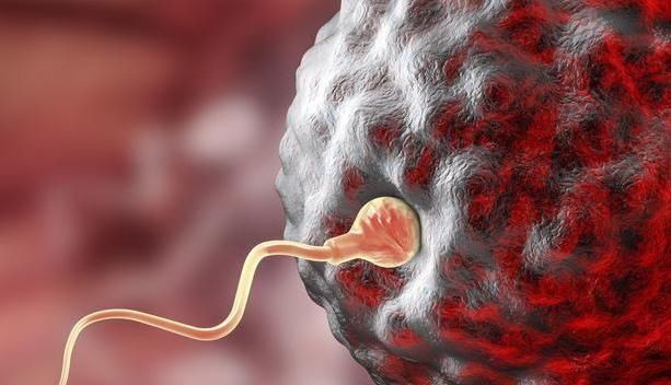 排卵期|精子和卵子相遇需要多少时间超过这个时间没有五个反应,别等了