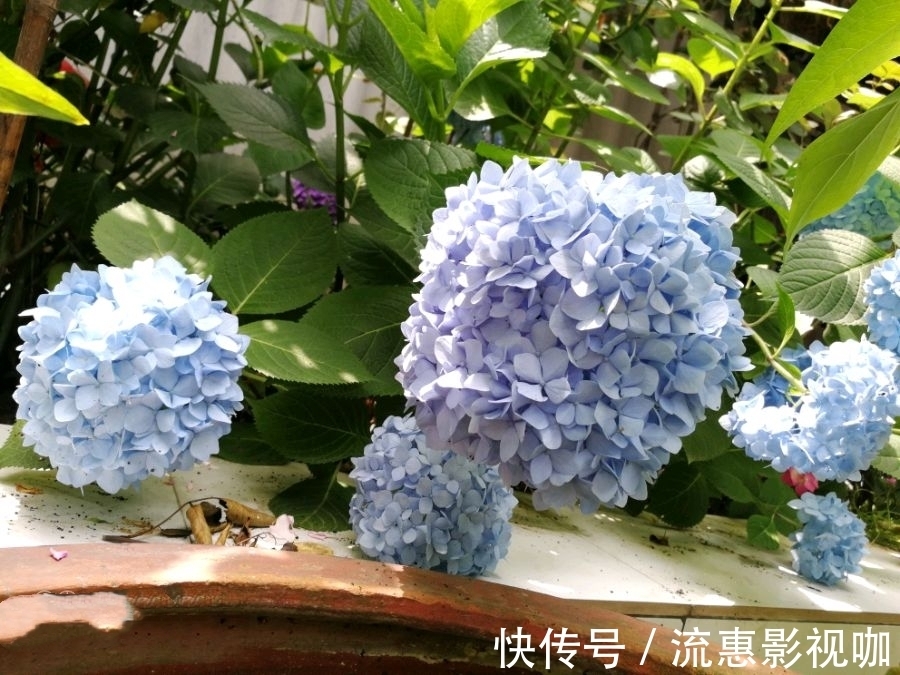 绣球有花苞到开花要多久 绣球有花苞到开花要多久