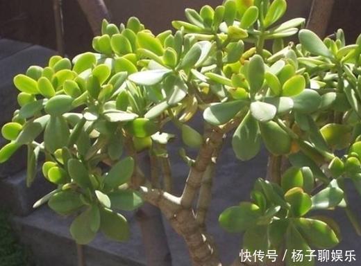叶肥枝壮|想让玉树长得快,记4点,叶肥枝壮,很快变“小树”