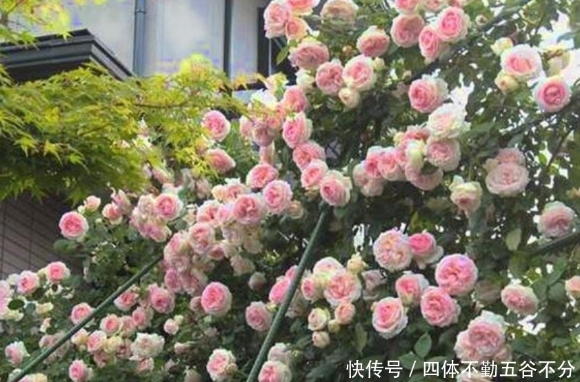 养花就养这几款,花朵小巧玲珑,花姿妖娆,四季繁花似锦