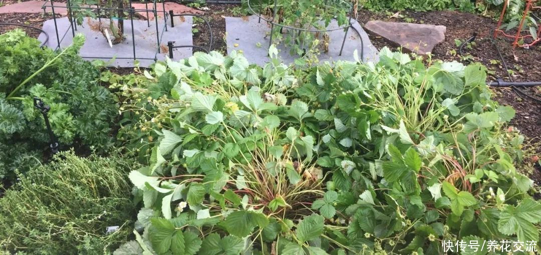 光照|盆栽植物养室内最常出现的10个问题，不及时解决，植物就容易挂