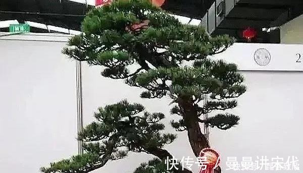 五针松盆景的6点养护技巧解析，知道了，养护五针松再也不发愁