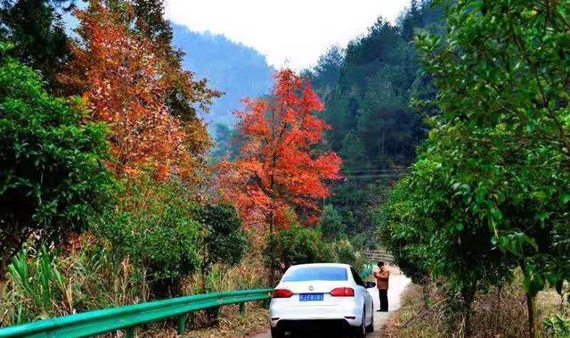 微刊|野草诗社微刊「2020年第十八期 大器唱大风」