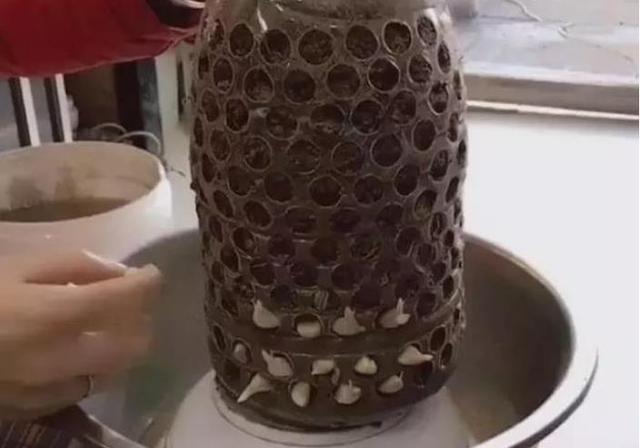家里的“废油桶”,“这样”利用起来,一个能养100颗蒜,实用