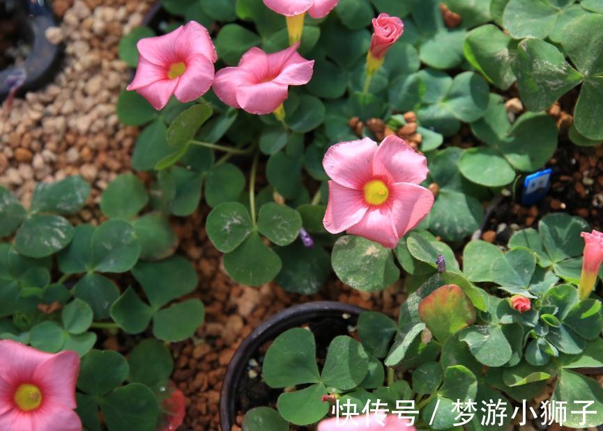 阳台上|六种简单的花,阳台不需要养太多花,室内就可以花香不断