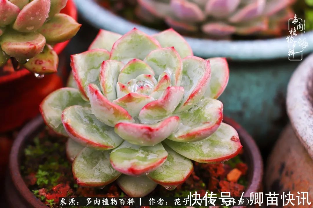 为了爱情来到陌生城市,偶遇多肉,地老天荒的爱恋!