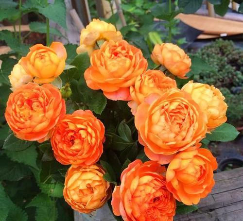  蜂蜜焦糖|比“仙人掌”还好养的3款月季，款式经典，开花量大，轻松开满院