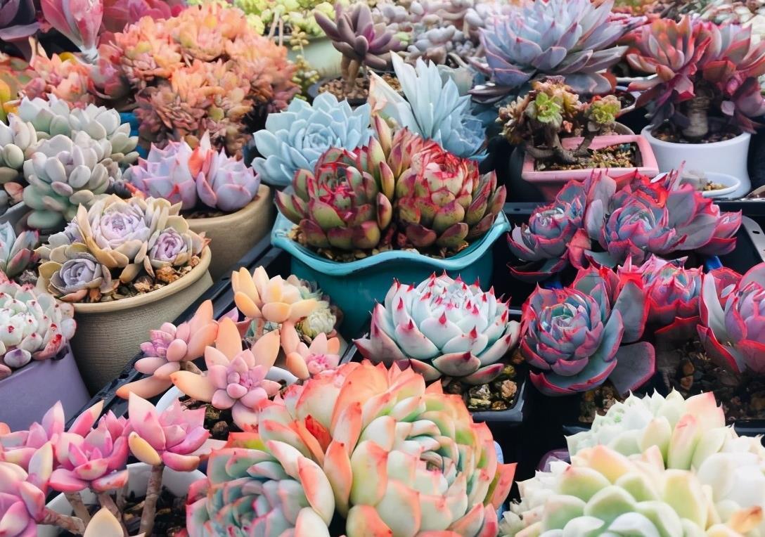 多肉“黑名单”,一定要看一看,去花店别买这些,买了白花钱
