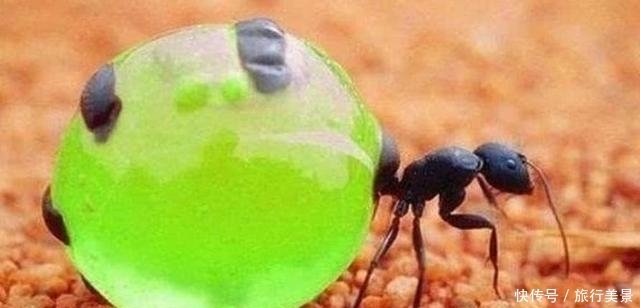 蜜蜂属于无脊椎动物 蜜蜂属于无脊椎动物