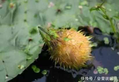 补肾益肾|祛湿最厉害的不是薏米,而是它!连吃7天排光湿气,还能补肾益肾