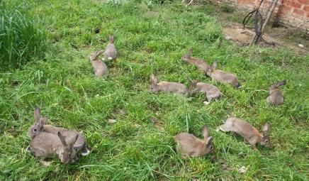 国外泛滥成灾,让人无可奈何,国内却成美味被大量养殖,一只90元