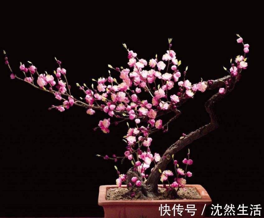 耐寒|5种花冬天再冷也不怕，年前搬进室内，过年就开花，喜庆又漂亮！