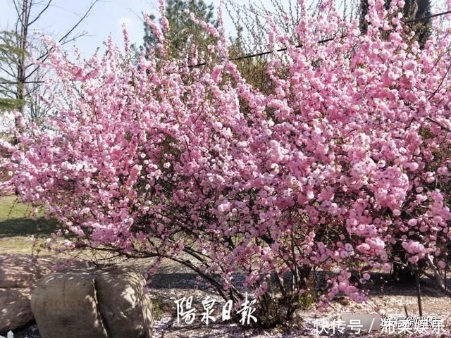 山河无恙花满桃林~第17届桃林沟村桃花节开幕啦