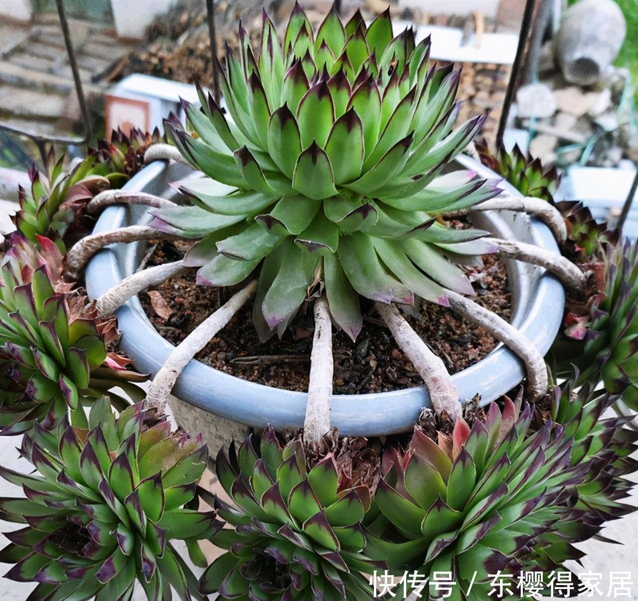 多肉中的“战斗鸡”,寒冬腊月也疯长,一年长成小老桩