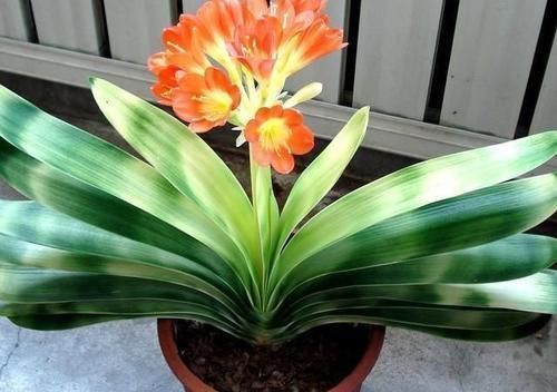 花都会|想把君子兰养好,掌握这四个方法,能开出美丽的花朵