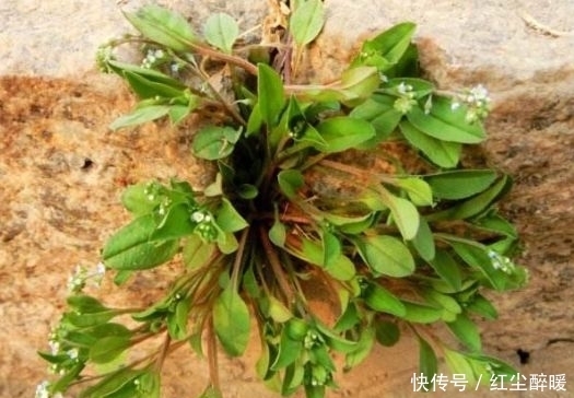 養(yǎng)胃|農(nóng)村稱為“地胡椒”的野草,涼拌口感味道一絕,其實(shí)還能養(yǎng)胃