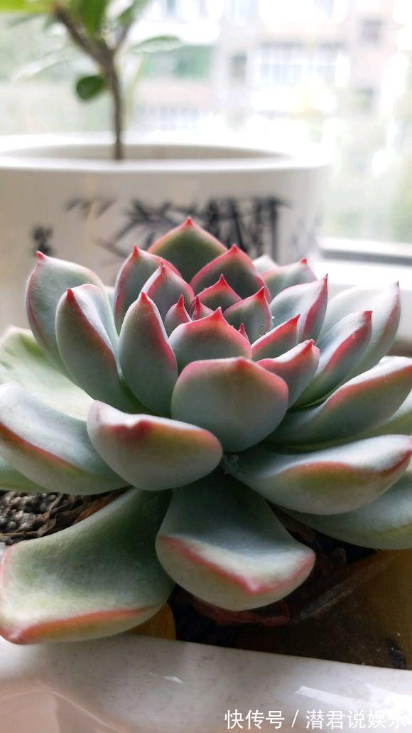 浇水|多肉一化水就死，邻居奶奶这样处理，才第三天叶子就翠绿了