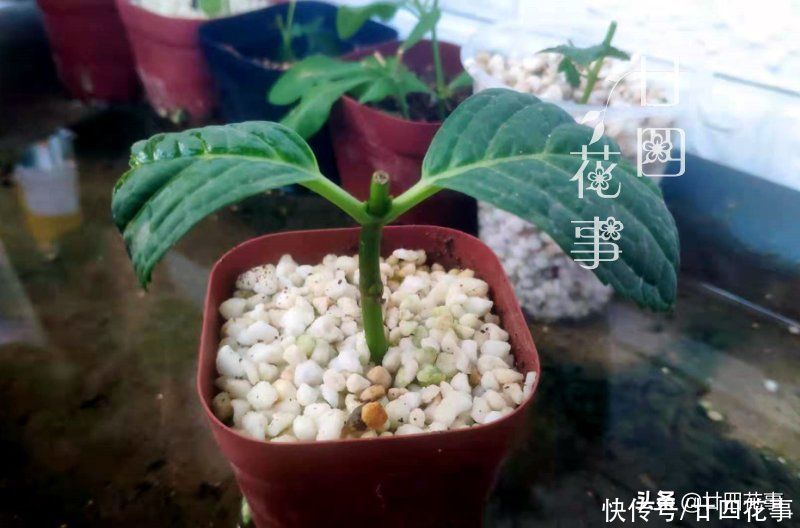 叶片|4种花，趁着七月扦插一波，生根快好成活，明年阳台变花海