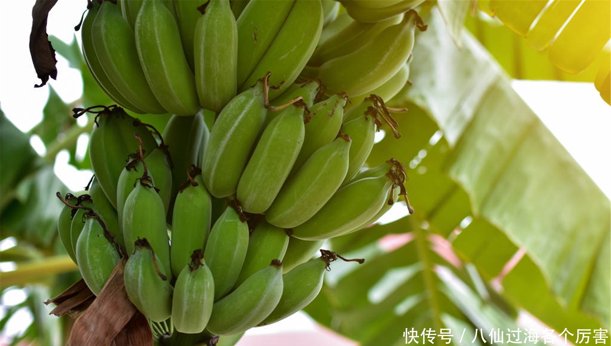 吃水果有益健康?这6种若经常吃,可能损伤身体