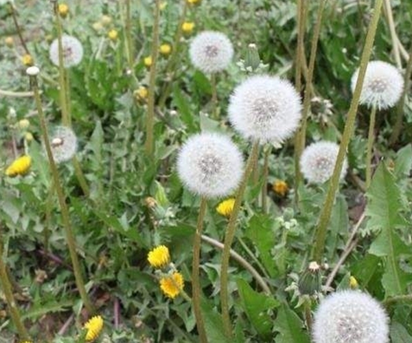 平肝降火|蒲公英的“黄金搭档”,坚持1周泡水喝,平肝降火,胃也舒坦了!