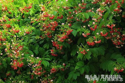 花开很漂亮,既是花卉,也是药,为驱除蛔虫的特效药,了解下