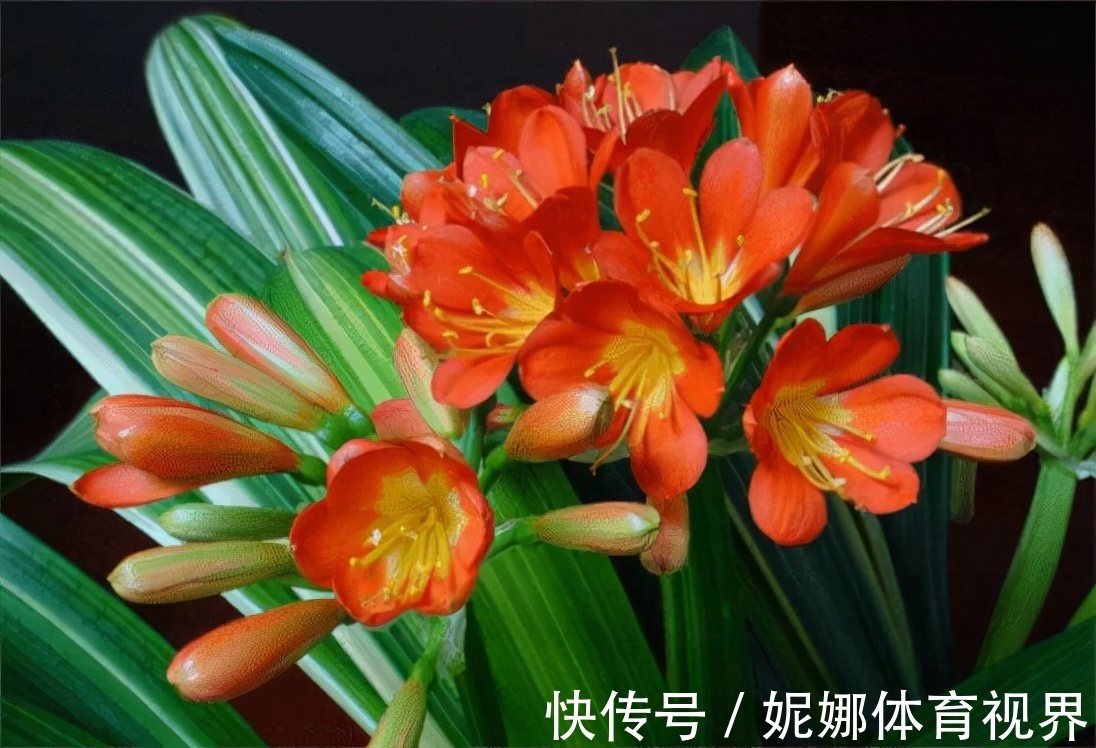 李大姐养君子兰,年年开大花,有吉祥好兆头,原来是她做对5件事