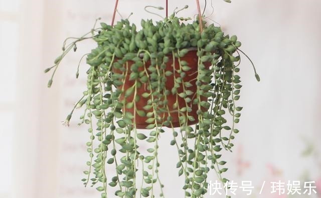 旱金莲|家里这些花卉吊起来养,既增加了观赏价值,又节省了养殖空间