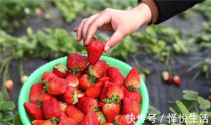 奶奶|5岁孙女阻止奶奶买草莓,得知原因后,老人回家后怒斥儿子