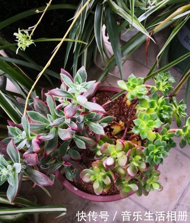 这花喜欢淋雨,越淋越好看,真奇怪!