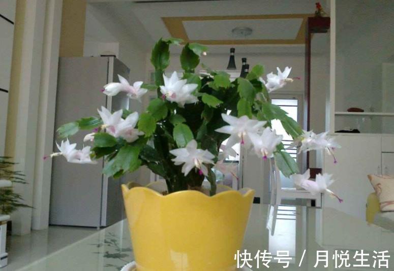 养花|养花想盆栽土越来越肥沃，想不年年换土，隔3个月添些它就搞定