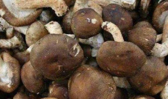 肌肤|女性养生,可以坚持吃三种食物,补充营养,滋润肌肤