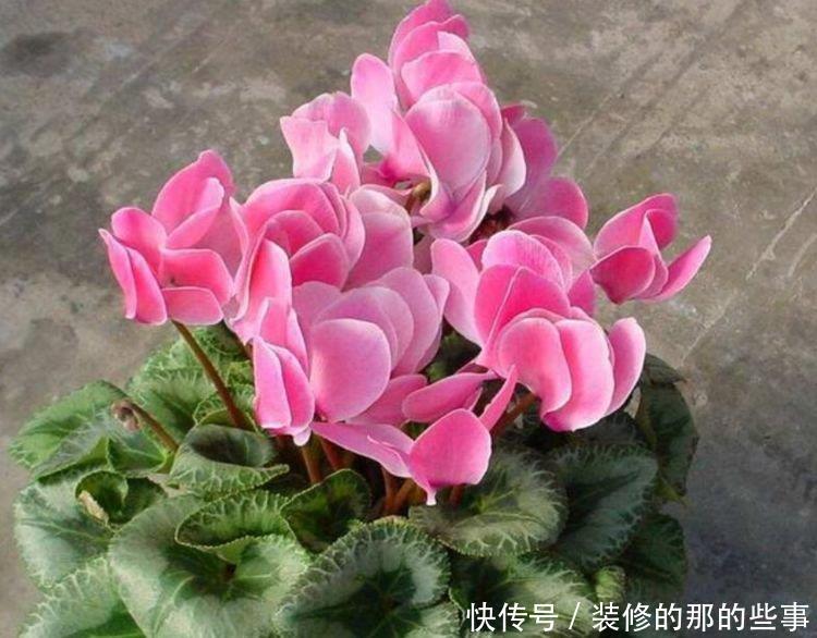 4种花给点水就呼呼长,不仅名字好听,花也超美,漂亮好养!