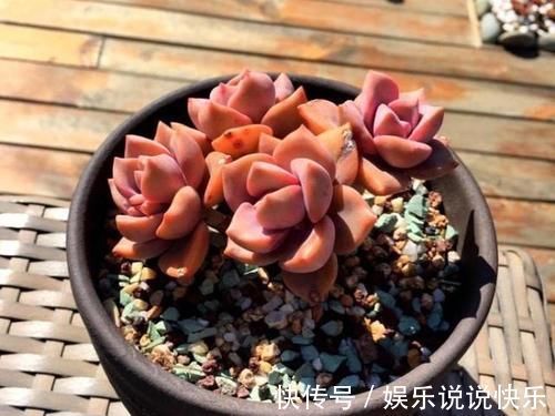 精致版|多肉彩虹糖,精致版的紫乐,容易上色喜欢群生,新手也可以放心养
