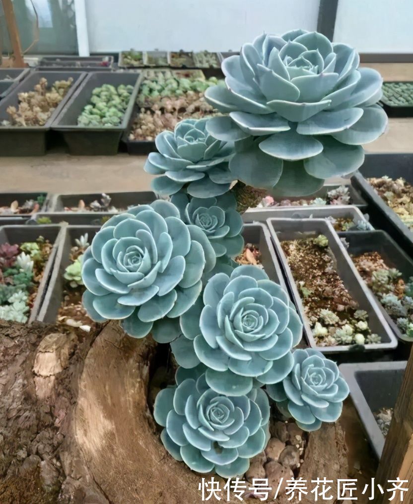 多肉植物|你知道养多肉出状态的方法吗？要保证它健康，先养活，再养状态